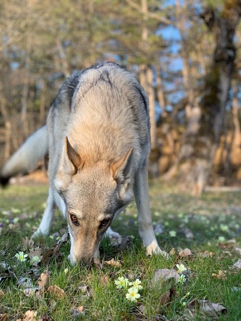 Rhyme des loups d'Akairo