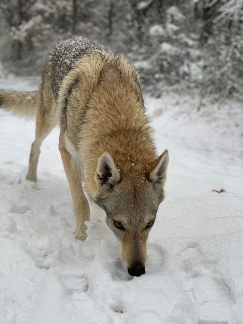 Rhyme des loups d'Akairo