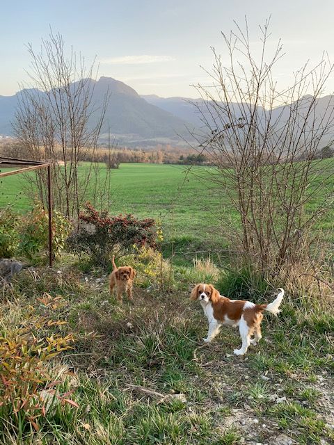 Romane du domaine des jardins d'entea