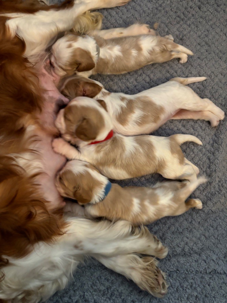 chiot Cavalier King Charles Spaniel Du Vallon De Zaltana