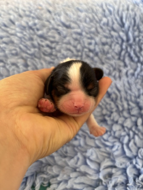 Du Vallon De Zaltana - Chiots disponibles - Cavalier King Charles Spaniel