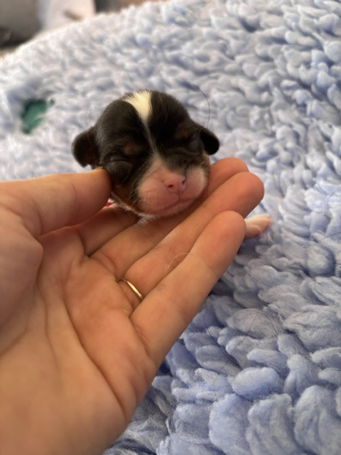 Du Vallon De Zaltana - Chiots disponibles - Cavalier King Charles Spaniel