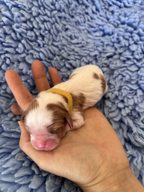 Du Vallon De Zaltana - Chiots disponibles - Cavalier King Charles Spaniel
