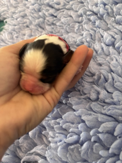 Du Vallon De Zaltana - Chiots disponibles - Cavalier King Charles Spaniel
