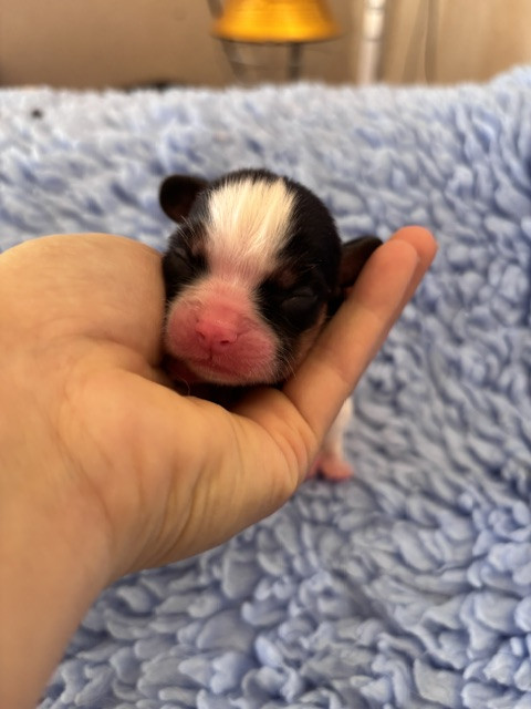 Du Vallon De Zaltana - Chiots disponibles - Cavalier King Charles Spaniel